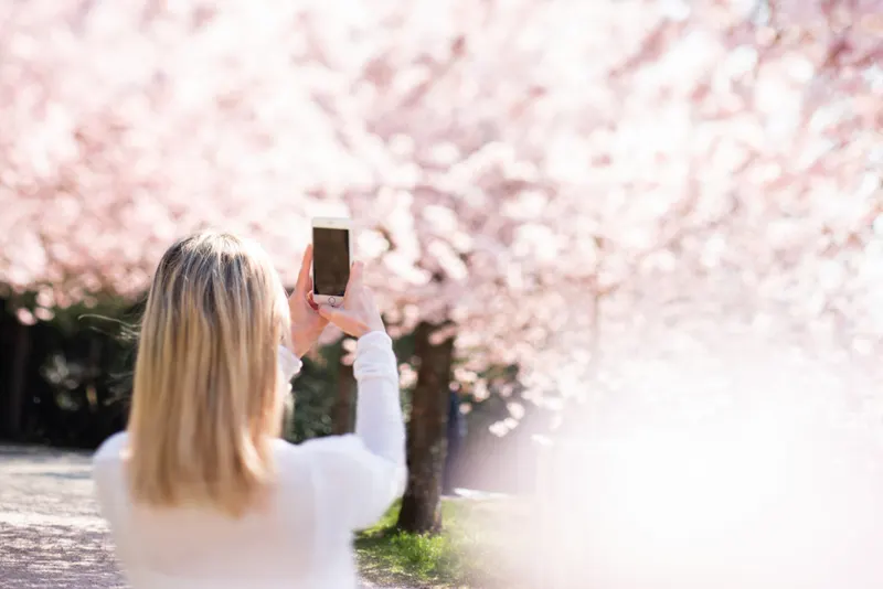 Perempuan berambut pirang memotret pohon sakura berbunga dengan ponsel